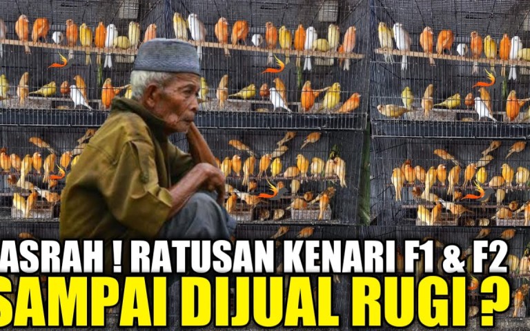 Daftar Harga Kenari F1-F2 Terbaru dan Tips Memilih yang Tepat Daftar Harga Kenari F1-F2 Terbaru dan Tips Memilih yang Tepat