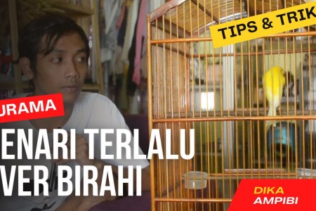 Cara Mengatasi Kenari Over Birahi dengan Teknik Efektif dan Aman Cara Mengatasi Kenari Over Birahi dengan Teknik Efektif dan Aman