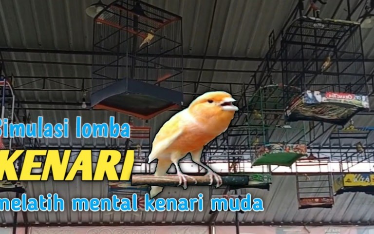 Mengatasi Masalah Kenari Kalah Mental Lomba dengan Strategi Tepat Mengatasi Masalah Kenari Kalah Mental Lomba dengan Strategi Tepat