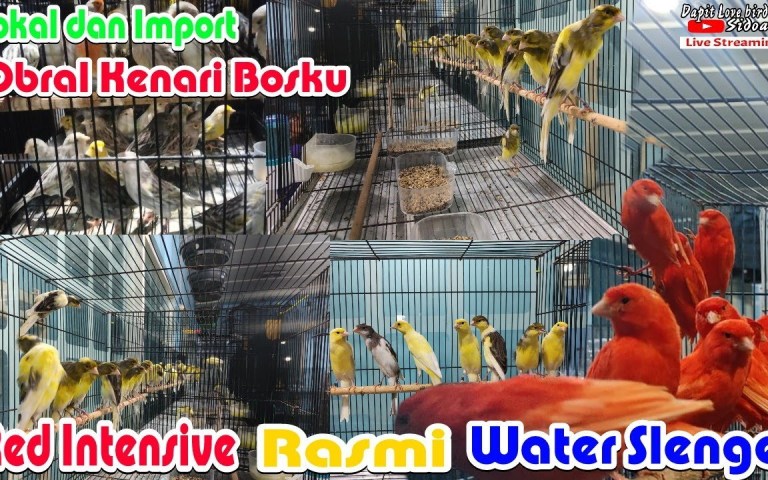 Kenari Import Vs Lokal: Mana yang Lebih Baik untuk Pecinta Burung? Kenari Import Vs Lokal: Mana yang Lebih Baik untuk Pecinta Burung?