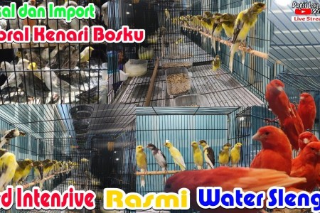 Kenari Import Vs Lokal: Mana yang Lebih Baik untuk Pecinta Burung? Kenari Import Vs Lokal: Mana yang Lebih Baik untuk Pecinta Burung?