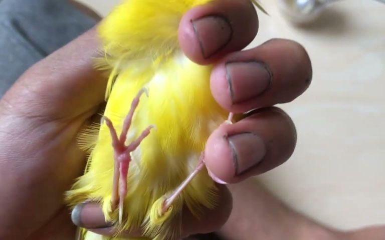 Mengatasi Masalah Kenari Tidak Mau Makan: Tips dan Solusi Efektif Mengatasi Masalah Kenari Tidak Mau Makan: Tips dan Solusi Efektif