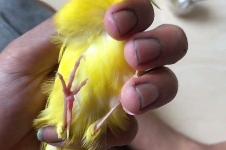 Mengatasi Masalah Kenari Tidak Mau Makan: Tips dan Solusi Efektif Mengatasi Masalah Kenari Tidak Mau Makan: Tips dan Solusi Efektif