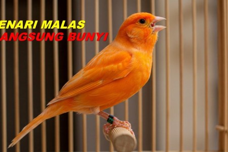 Kenari Cepat Hafal Suara: Tips Melatih dan Merawatnya dengan Baik Kenari Cepat Hafal Suara: Tips Melatih dan Merawatnya dengan Baik