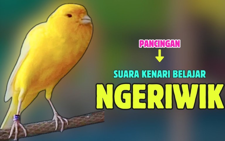Kenali Penyebab Kenari Ngeriwik Tapi Tidak Tuntas dan Solusinya Kenali Penyebab Kenari Ngeriwik Tapi Tidak Tuntas dan Solusinya
