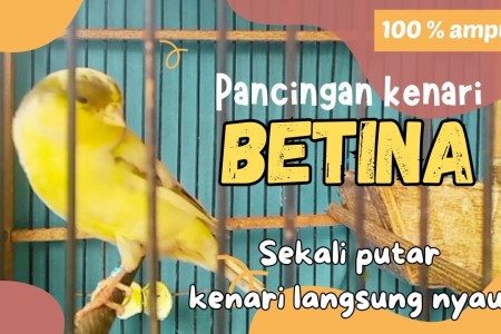 Suara Kenari Betina Pemancing: Daya Tarik yang Menggoda Ikan Suara Kenari Betina Pemancing: Daya Tarik yang Menggoda Ikan