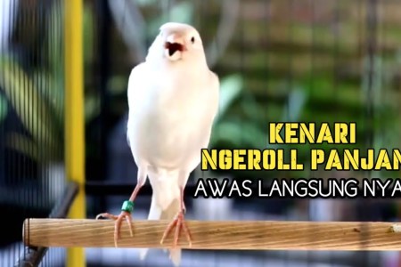 Latihan Kenari agar Ngeroll Panjang: Tips Efektif untuk Hasil Maksimal Latihan Kenari agar Ngeroll Panjang: Tips Efektif untuk Hasil Maksimal