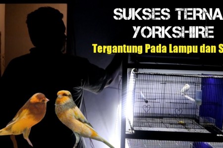 Suhu Ideal untuk Kandang Kenari: Panduan Memelihara dengan Baik Suhu Ideal untuk Kandang Kenari: Panduan Memelihara dengan Baik