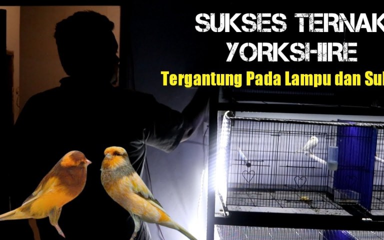 Suhu Ideal untuk Kandang Kenari: Panduan Memelihara dengan Baik Suhu Ideal untuk Kandang Kenari: Panduan Memelihara dengan Baik