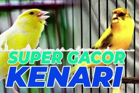 Mengenal Kenari Super Gacor Kolektor: Ciri-Ciri dan Perawatan Terbaik Mengenal Kenari Super Gacor Kolektor: Ciri-Ciri dan Perawatan Terbaik