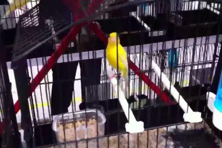 Kenali Rahasia Sukses Kenari Lomba Juara Nasional Anda Kenali Rahasia Sukses Kenari Lomba Juara Nasional Anda