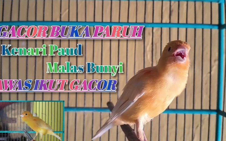 Mengenal Kenari Paruh Panjang: Ciri, Perawatan, dan Tips Memelihara Mengenal Kenari Paruh Panjang: Ciri, Perawatan, dan Tips Memelihara