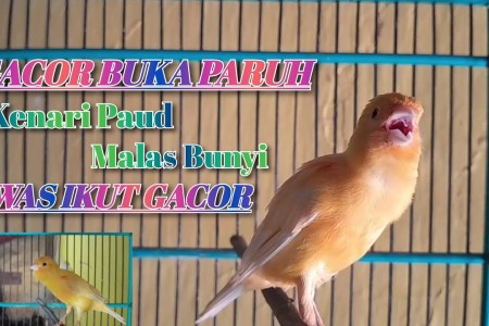 Mengenal Kenari Paruh Panjang: Ciri, Perawatan, dan Tips Memelihara Mengenal Kenari Paruh Panjang: Ciri, Perawatan, dan Tips Memelihara