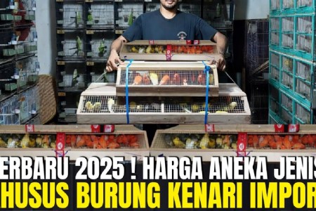 Prospek Kenari di Pasaran 2025: Peluang dan Tantangan Menarik Prospek Kenari di Pasaran 2025: Peluang dan Tantangan Menarik