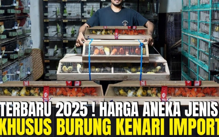 Prospek Kenari di Pasaran 2025: Peluang dan Tantangan Menarik Prospek Kenari di Pasaran 2025: Peluang dan Tantangan Menarik