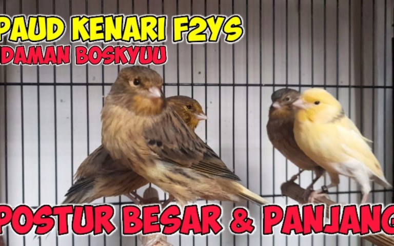 Mengenal Kenari Norwich Postur Besar: Ciri dan Karakteristiknya Mengenal Kenari Norwich Postur Besar: Ciri dan Karakteristiknya