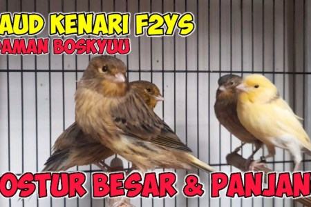 Mengenal Kenari Norwich Postur Besar: Ciri dan Karakteristiknya Mengenal Kenari Norwich Postur Besar: Ciri dan Karakteristiknya