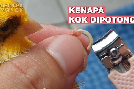 Cara Potong Kuku Kenari dengan Tepat untuk Kesehatan Burung Anda Cara Potong Kuku Kenari dengan Tepat untuk Kesehatan Burung Anda