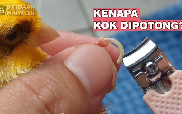 Cara Potong Kuku Kenari dengan Tepat untuk Kesehatan Burung Anda Cara Potong Kuku Kenari dengan Tepat untuk Kesehatan Burung Anda