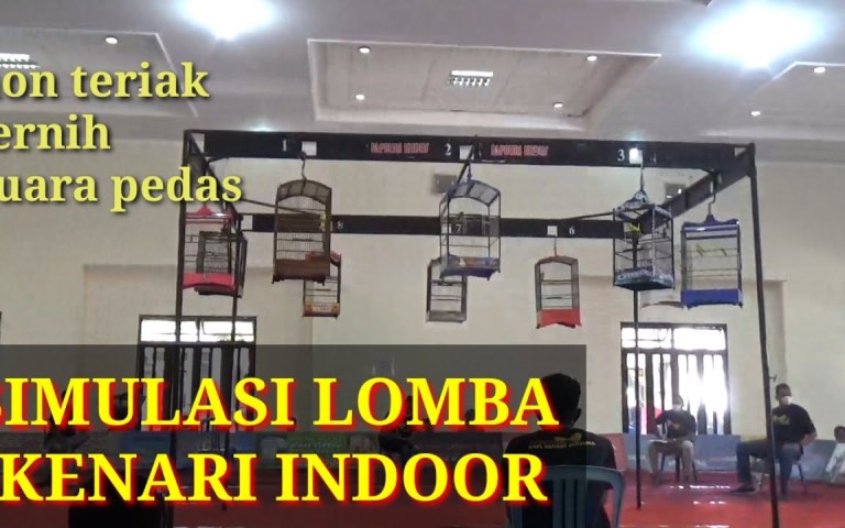 Pola Latihan Kenari Lomba Efektif untuk Meningkatkan Suara Pola Latihan Kenari Lomba Efektif untuk Meningkatkan Suara