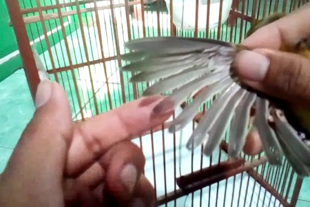 Cara Membersihkan Bulu Ekor Kenari dengan Mudah dan Efektif Cara Membersihkan Bulu Ekor Kenari dengan Mudah dan Efektif