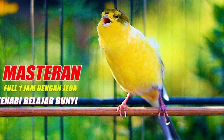 Cara Memancing Kenari Muda Bunyi agar Suaranya Merdu dan Jernih Cara Memancing Kenari Muda Bunyi agar Suaranya Merdu dan Jernih