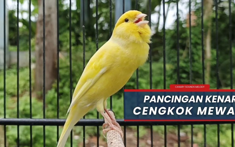 Mengenal Jenis Suara Masteran Kenari Juara untuk Pemenang Kompetisi Mengenal Jenis Suara Masteran Kenari Juara untuk Pemenang Kompetisi