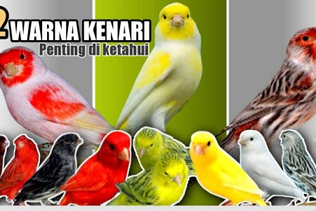 Kenari Warna Unik Harga Tinggi: Daya Tarik dan Investasi Menjanjikan Kenari Warna Unik Harga Tinggi: Daya Tarik dan Investasi Menjanjikan