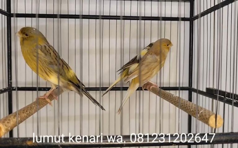 Kenali Perbedaan Antara Kenari F1 Vs F2 untuk Pemula Kenali Perbedaan Antara Kenari F1 Vs F2 untuk Pemula