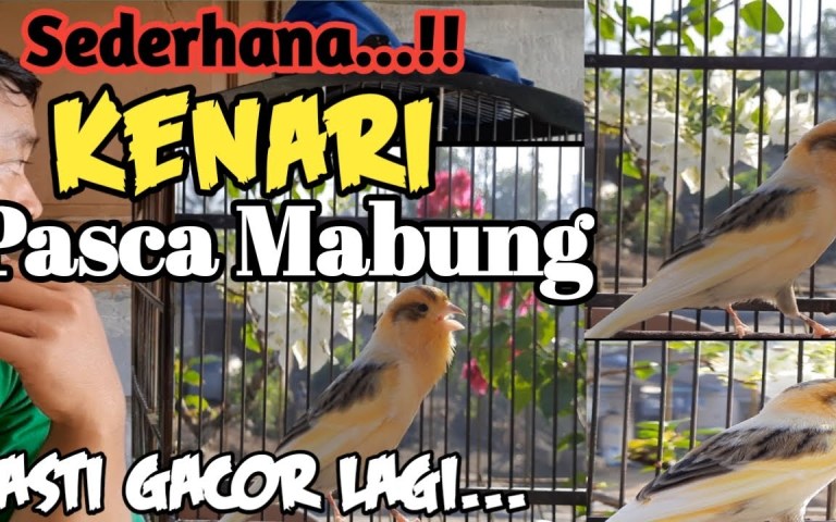Rahasia Kenari Gacor setelah Mabung: Tips Perawatan Efektif Rahasia Kenari Gacor setelah Mabung: Tips Perawatan Efektif