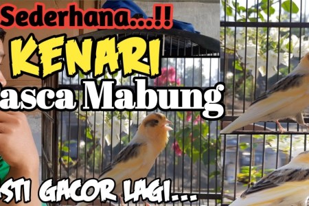 Perawatan Kenari Pasca Mabung: Tips Memulihkan Suara dan Kesehatan Perawatan Kenari Pasca Mabung: Tips Memulihkan Suara dan Kesehatan