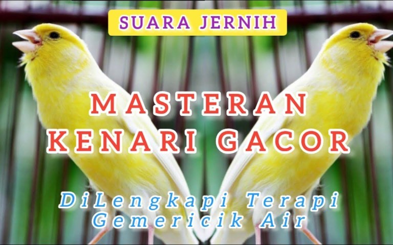 Cara Pilih Suara Masteran Jernih untuk Hasil Terbaik Anda Cara Pilih Suara Masteran Jernih untuk Hasil Terbaik Anda