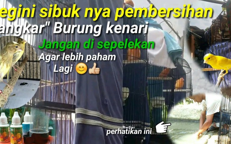 Jadwal Pembersihan Sangkar Kenari: Tips Praktis untuk Kebersihan Maksimal Jadwal Pembersihan Sangkar Kenari: Tips Praktis untuk Kebersihan Maksimal