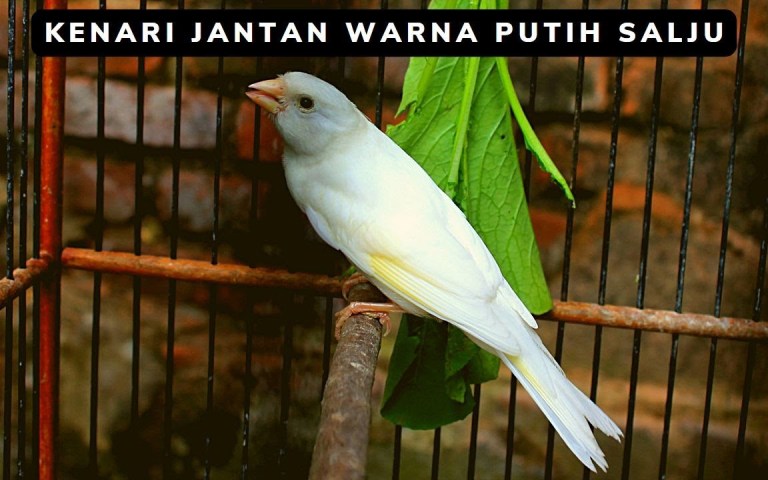 Mengetahui Karakteristik Menarik Kenari Putih Salju Mengetahui Karakteristik Menarik Kenari Putih Salju