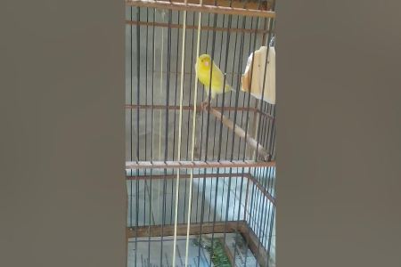 Mengatasi Masalah Kenari Kotoran Encer: Tips dan Solusi Efektif Mengatasi Masalah Kenari Kotoran Encer: Tips dan Solusi Efektif