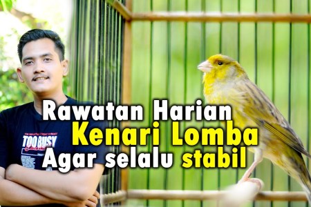 Perawatan Kenari setelah Lomba: Tips Memulihkan Suara dan Stamina Perawatan Kenari setelah Lomba: Tips Memulihkan Suara dan Stamina