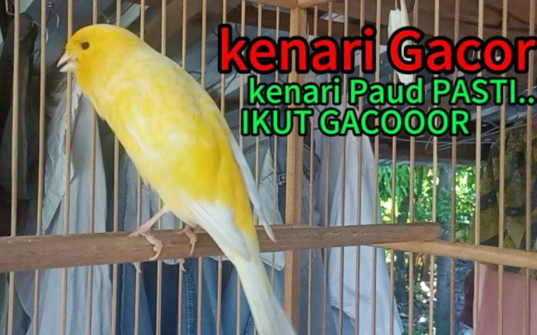 Kenari Muda Belajar Gacor: Tips Jitu agar Suara Merdu Kenari Muda Belajar Gacor: Tips Jitu agar Suara Merdu