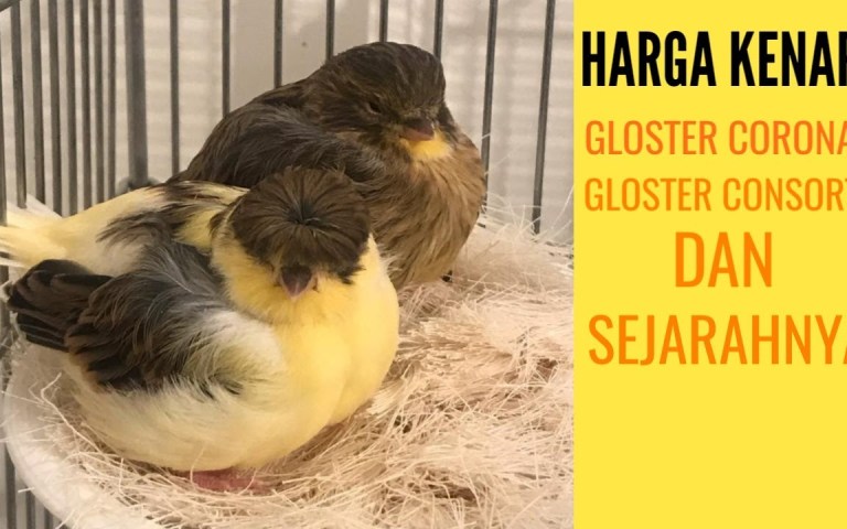 Mengenal Kenari Gloster Corona: Keunikan dan Cara Perawatannya Mengenal Kenari Gloster Corona: Keunikan dan Cara Perawatannya