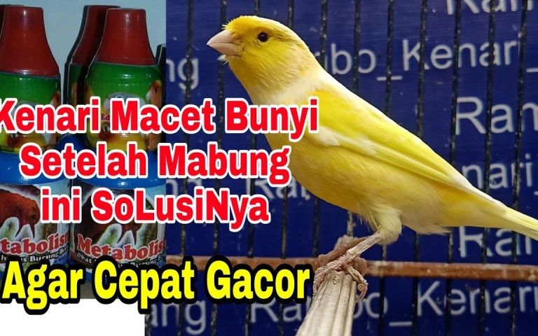Kenali Kenari Macet Bunyi Solusi Ampuh untuk Mengatasinya Kenali Kenari Macet Bunyi Solusi Ampuh untuk Mengatasinya