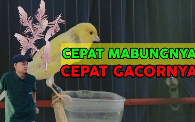 Mengatasi Masalah Kenari Mabung Tidak Tuntas Secara Efektif Mengatasi Masalah Kenari Mabung Tidak Tuntas Secara Efektif