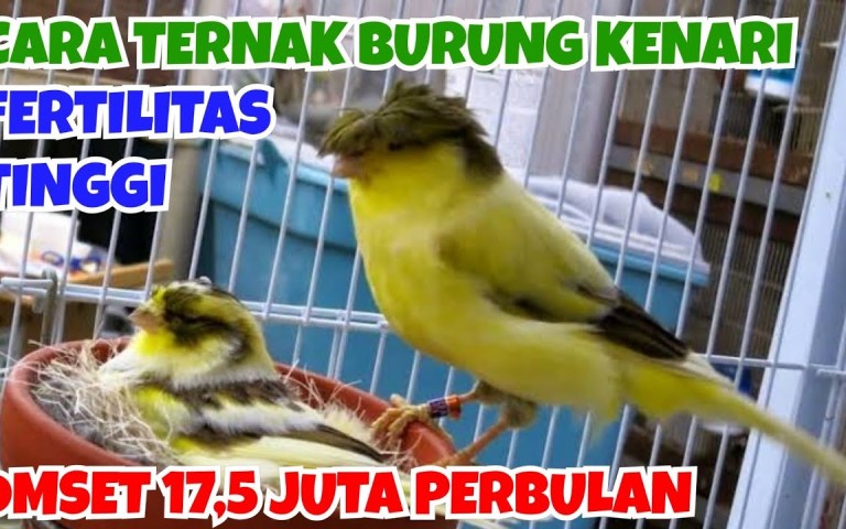 Maksimalkan Omzet Ternak Kenari Rumahan Anda dengan Tips Efektif Maksimalkan Omzet Ternak Kenari Rumahan Anda dengan Tips Efektif