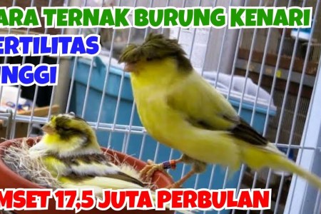 Maksimalkan Omzet Ternak Kenari Rumahan Anda dengan Tips Efektif Maksimalkan Omzet Ternak Kenari Rumahan Anda dengan Tips Efektif