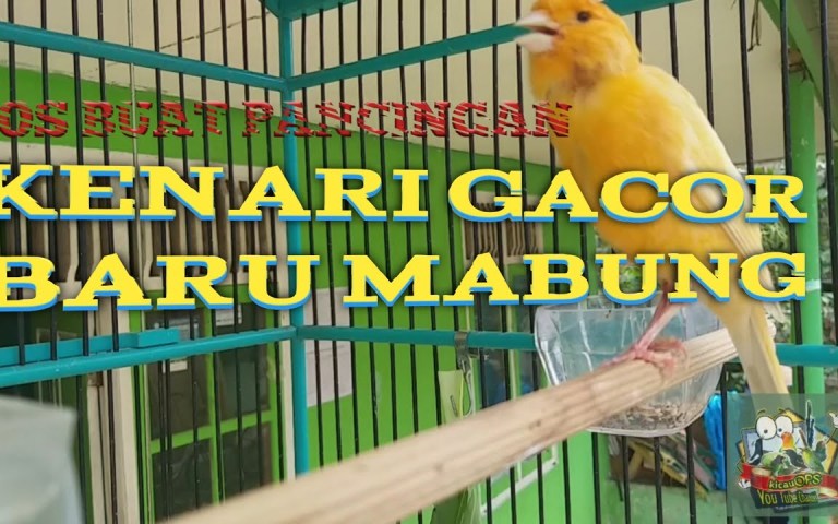 Kenali Cara Membuat Kenari Gacor di Tempat Baru Anda Kenali Cara Membuat Kenari Gacor di Tempat Baru Anda