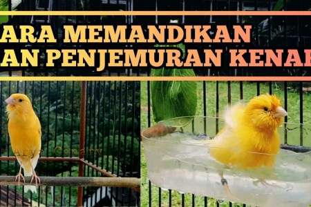 Cara Memandikan Kenari Harian untuk Kesehatan dan Kebersihan mereka Cara Memandikan Kenari Harian untuk Kesehatan dan Kebersihan mereka