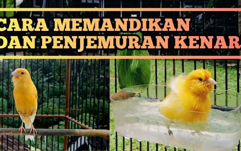 Cara Memandikan Kenari Harian untuk Kesehatan dan Kebersihan mereka Cara Memandikan Kenari Harian untuk Kesehatan dan Kebersihan mereka