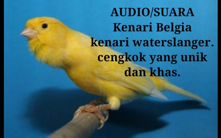 Mengenal Kenari Waterslager Belgium: Ciri Khas dan Perawatannya Mengenal Kenari Waterslager Belgium: Ciri Khas dan Perawatannya