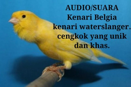 Mengenal Kenari Waterslager Belgium: Ciri Khas dan Perawatannya Mengenal Kenari Waterslager Belgium: Ciri Khas dan Perawatannya