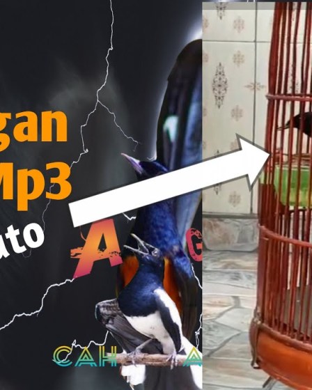 Suara Pancingan Murai Batu Mp3 Terbaik untuk Masteran Efektif Suara Pancingan Murai Batu Mp3 Terbaik untuk Masteran Efektif