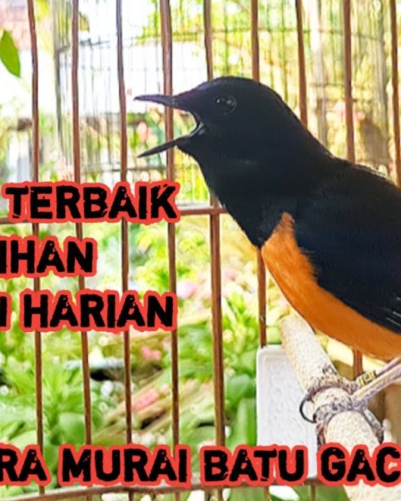 Latihan Murai Batu agar Tidak Ngebatman: Tips Efektif untuk Hasil Optimal Latihan Murai Batu agar Tidak Ngebatman: Tips Efektif untuk Hasil Optimal