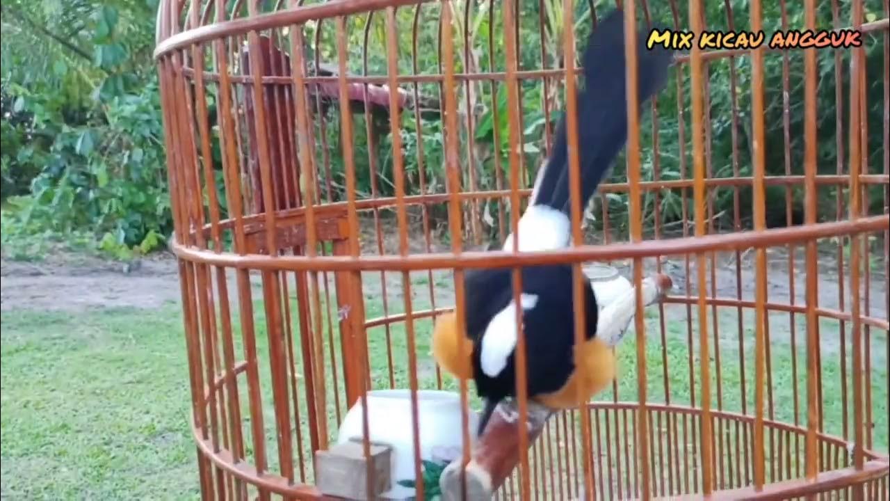 Murai Batu Sabah Vs Sarawak: Perbandingan Karakteristik dan Pesona Murai Batu Sabah Vs Sarawak: Perbandingan Karakteristik dan Pesona